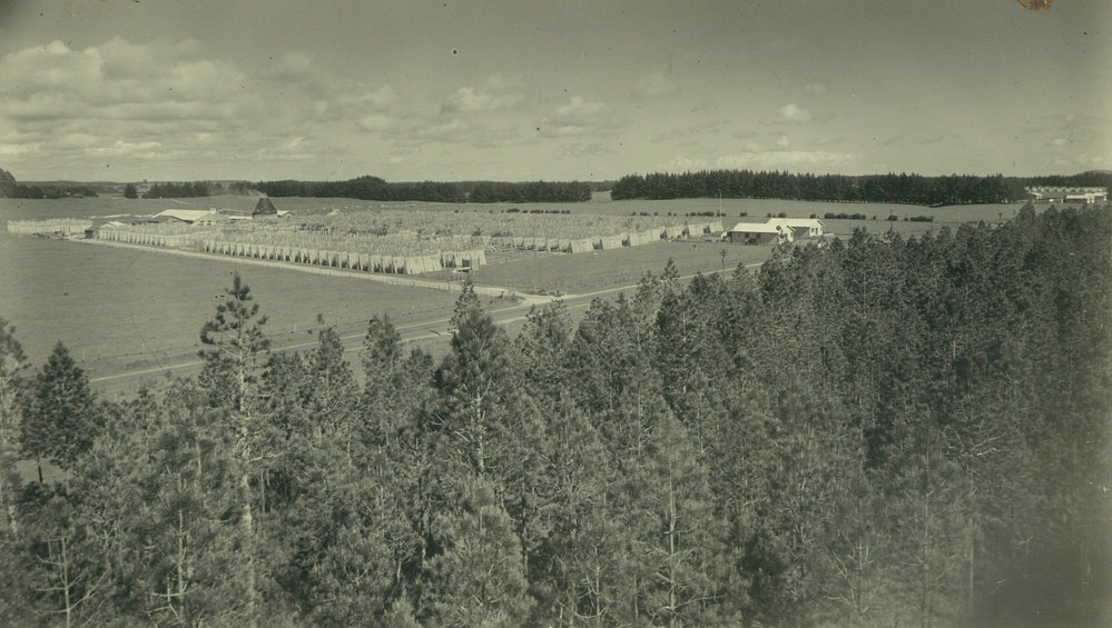 Egmont Box Company Limited. Tokoroa, the early factory of the Box Company, 1947-1948