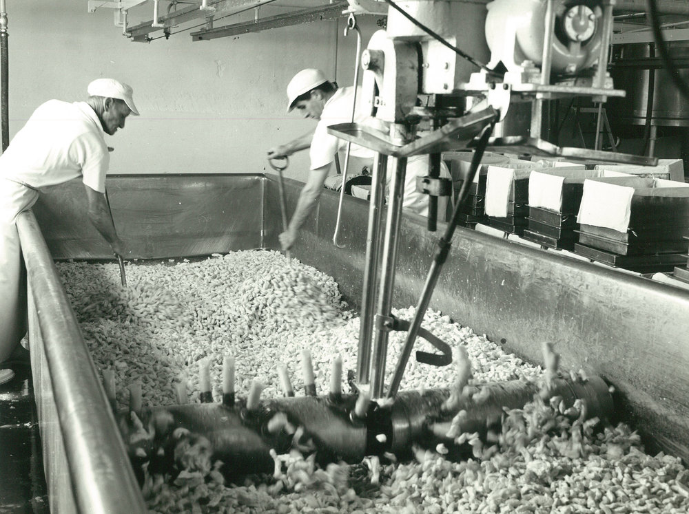 Ruahine Co-operative Dairy Company Limited. Cheese-making, circa 1962