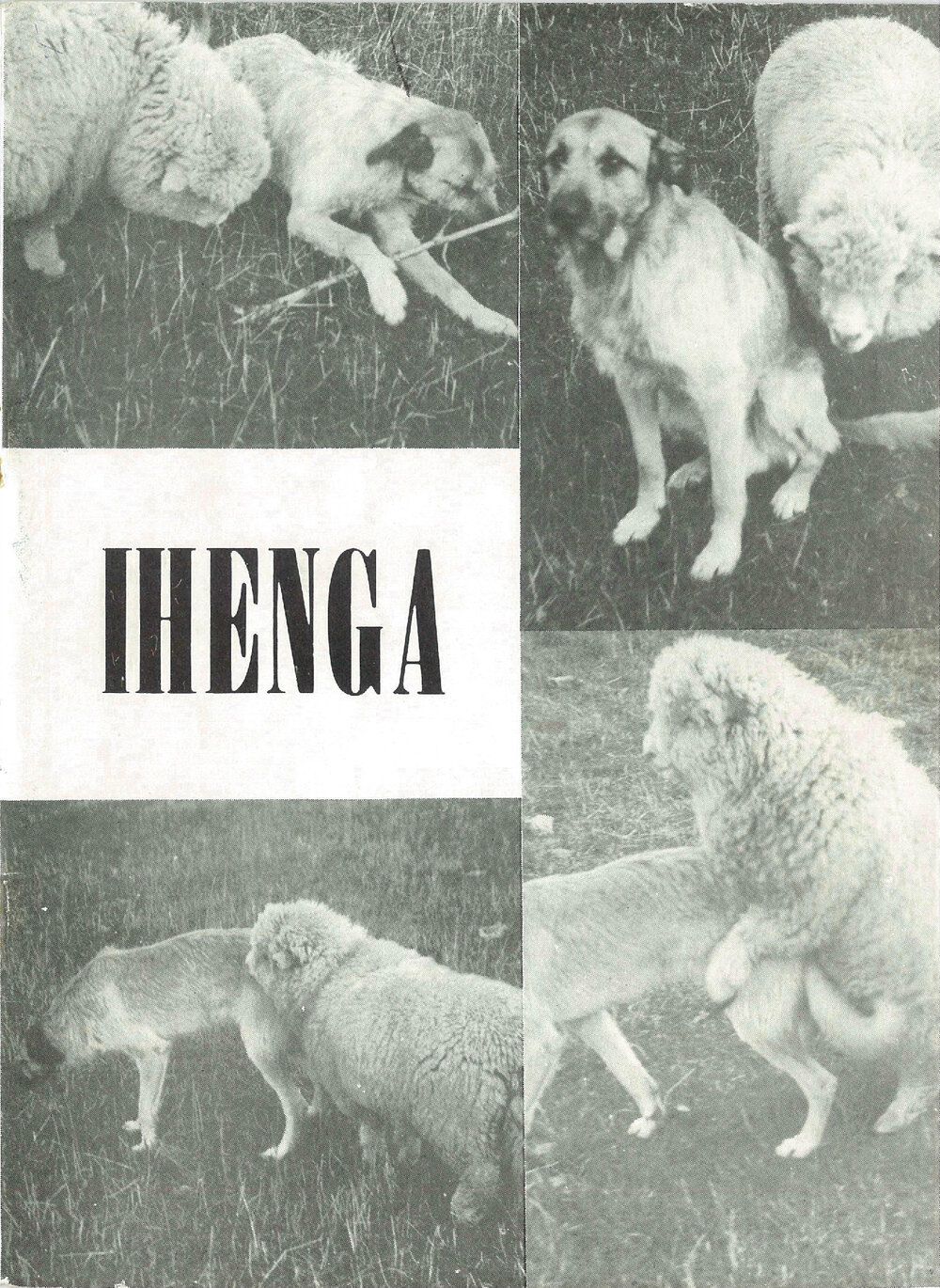 Ihenga, 11, 1977