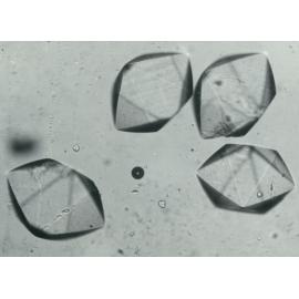 Phosphofructokinase Crystals, circa 1980s