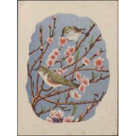 Ornithological Society of New Zealand bird prints