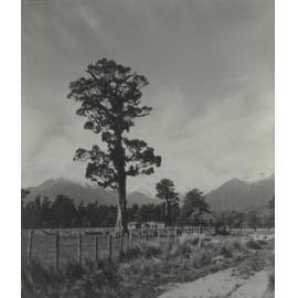 Rural scene showing a dairy farm, with a large tree in the foreground and snow-covered mountains in the background, 1940s to 1950s