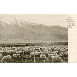 Wool growing in New Zealand - a fine flock, 1900s