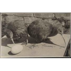Two kiwi with egg