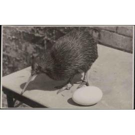 Kiwi with egg