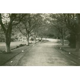 Main Drive, 1950