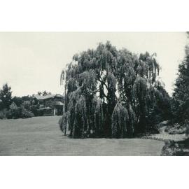 Massey grounds, 1940s