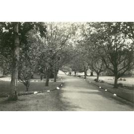 Massey Drive, 1950