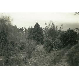 Massey Agricultural College campus area, 1950