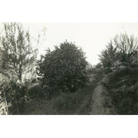 Massey Agricultural College campus area, 1950