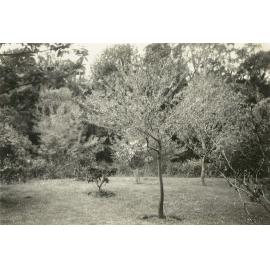 Massey Agricultural College campus area, 1950