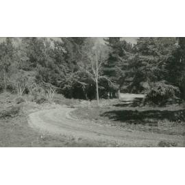 Looking towards the main road from the Veterinary Clinic grounds, October 1953