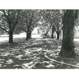 Main Entrance driveway, 1980s