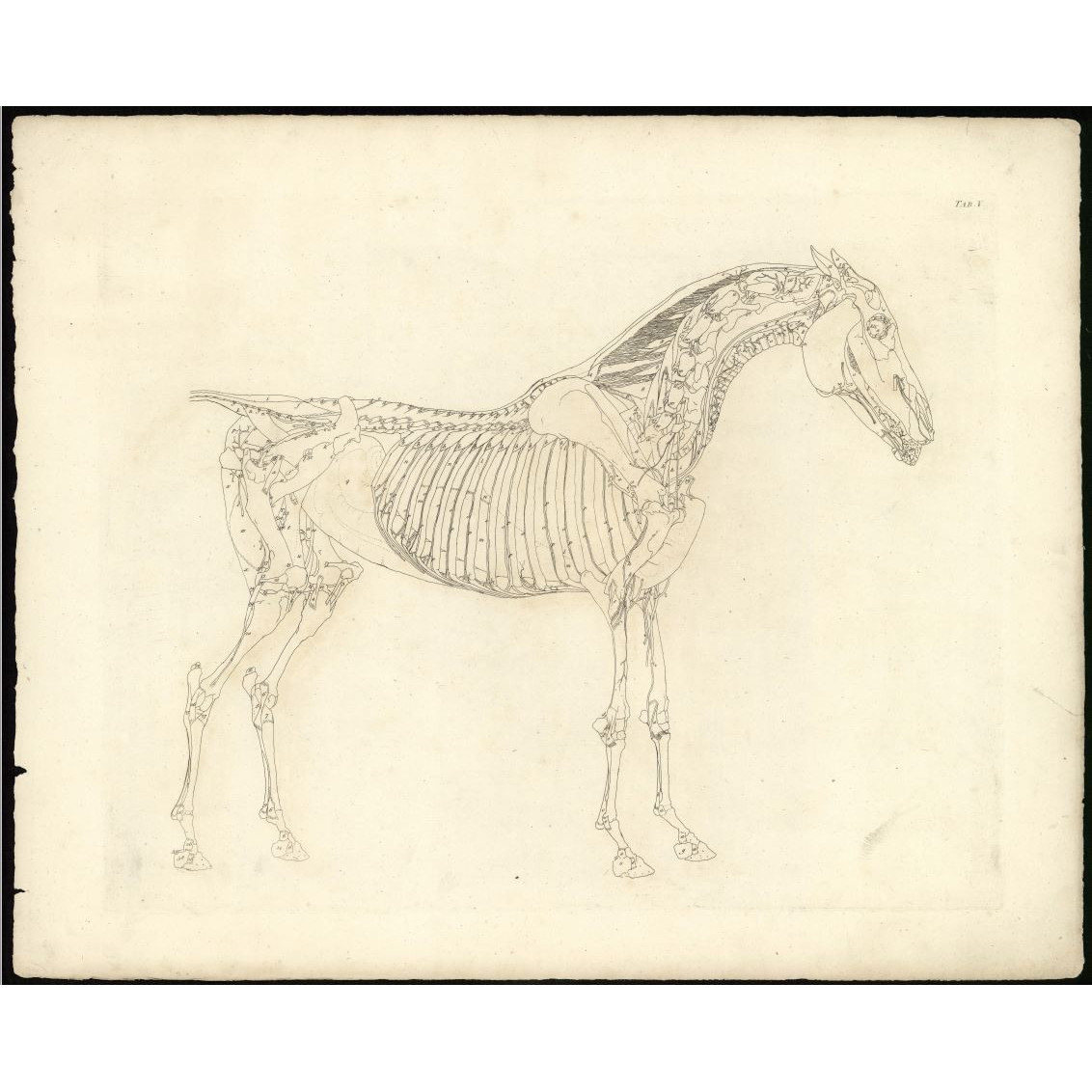 The Anatomy of the Horse
