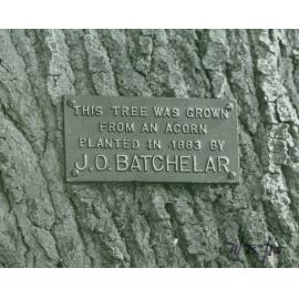 Plaque on oak tree at Willowbank, 1971